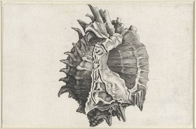 Skal, phyllonotus erythrostomus Skaller (serietitel) af Wenceslaus Hollar