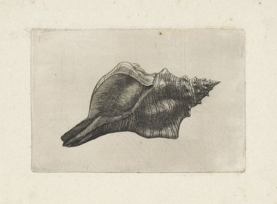 Skal, pleuroploca trapezium Skaller (serietitel) af Wenceslaus Hollar