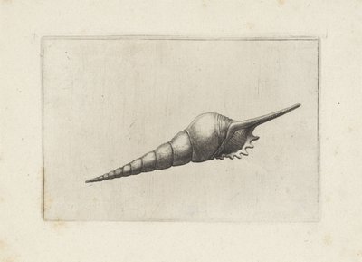 Schelp, fløjtespindel melanocheilus Schelpen (serietitel) af Wenceslaus Hollar