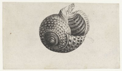 Shell, ton dolium Skaller (serietitel) af Wenceslaus Hollar