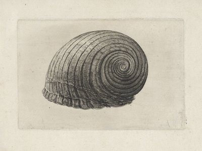 Shell, tonna galea Skaller (serietitel) af Wenceslaus Hollar