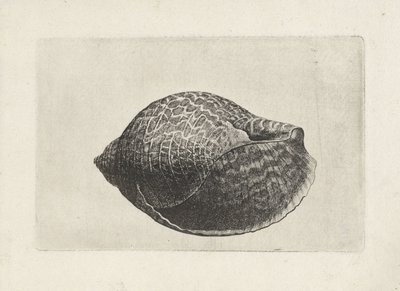 Shell, tonna perdix Skaller (serietitel) af Wenceslaus Hollar