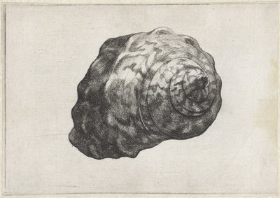 Skal, turbo sarmaticus Skaller (serietitel) af Wenceslaus Hollar