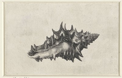 Skal, vasum keramik Skaller (serietitel) af Wenceslaus Hollar