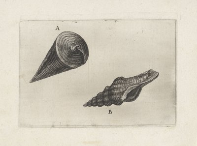 Skaller, telescopium telescopium (A) og fusinus laticostatus (B) Skaller (serietitel) af Wenceslaus Hollar