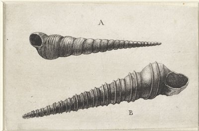 Skaller, turritella terebra (A) og turritella duplicata (B) Skaller (serietitel) af Wenceslaus Hollar