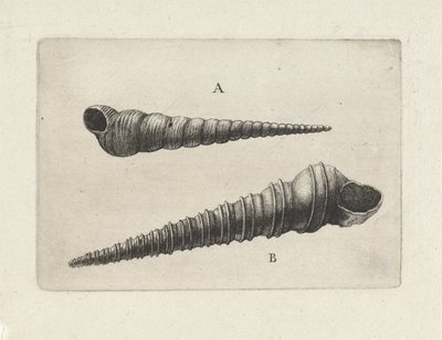 Skaller, turritella terebra (A) og turritella duplicata (B) Skaller (serietitel) af Wenceslaus Hollar