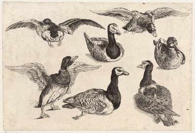 Syv ænder af Wenceslaus Hollar