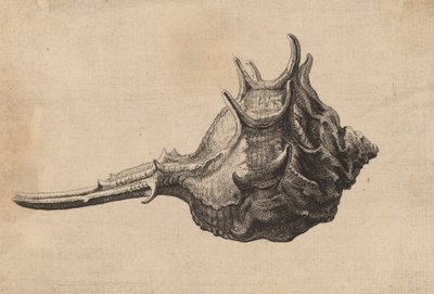 Shell Murex brandaris, ca. 1645. af Wenceslaus Hollar