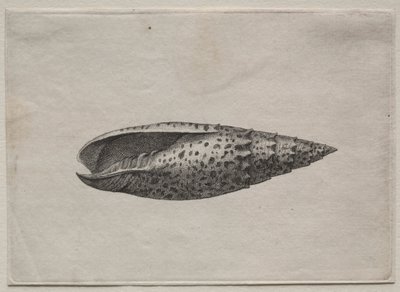 Skaller: Mitra Polishes, ca. 40