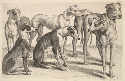 Seks hunde, 1646. af Wenceslaus Hollar