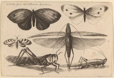Seks Insekter af Wenceslaus Hollar