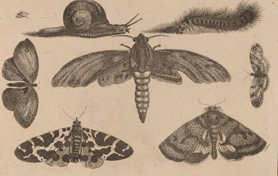 Seks insekter, en larve og en snegl. af Wenceslaus Hollar