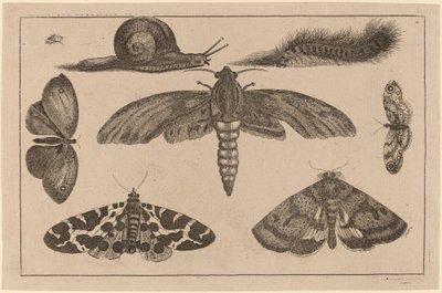 Seks insekter, en larve og en snegl af Wenceslaus Hollar