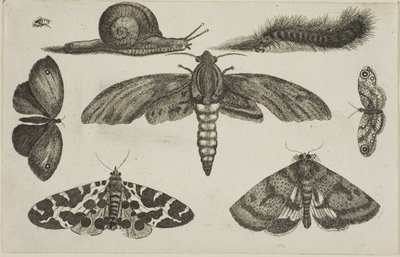 Seks insekter, en larve og en snegl af Wenceslaus Hollar