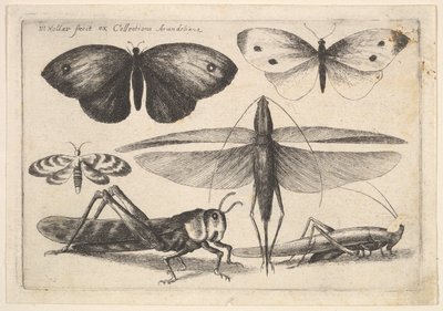 Seks insekter, 1646. af Wenceslaus Hollar
