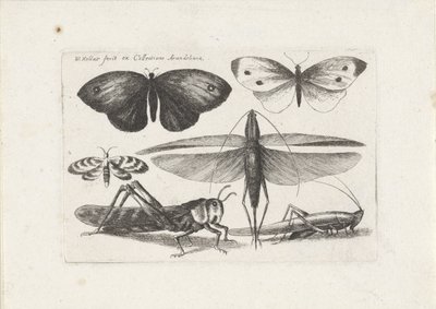 Græshopper og sommerfugle Insekter (serietitel) Muscarum Scarabeorum (serietitel) af Wenceslaus Hollar