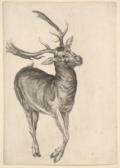Stag, 1625-77. af Wenceslaus Hollar