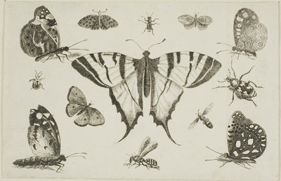 Svalehalesommerfugl og tolv andre insekter af Wenceslaus Hollar