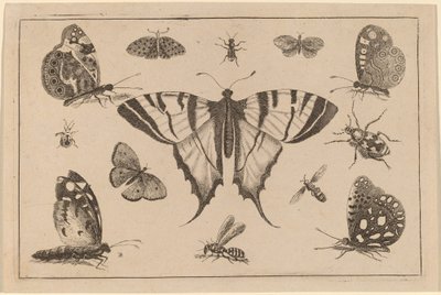 Svalehalesommerfugl og tolv andre insekter af Wenceslaus Hollar