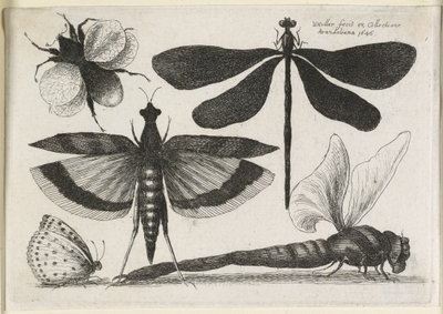 Sæt af sommerfugle, en ud af tolv, 1646 af Wenceslaus Hollar