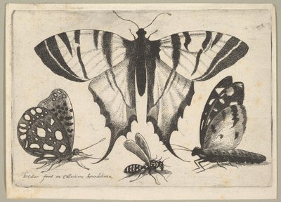 Tre sommerfugle og en hveps, 1646. af Wenceslaus Hollar