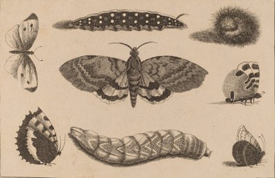 Tre larver, en møl og fire sommerfugle. af Wenceslaus Hollar