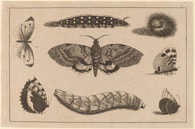 Tre larver, en møl og fire sommerfugle af Wenceslaus Hollar