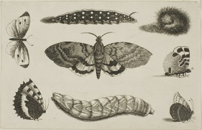 Tre larver, en møl og fire sommerfugle af Wenceslaus Hollar