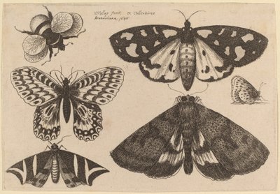 Tre møl, to sommerfugle og en humlebi af Wenceslaus Hollar