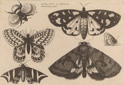 Tre møl, to sommerfugle og en humlebi, 1646. af Wenceslaus Hollar