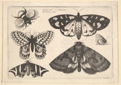 Tre møl, to sommerfugle og en humlebi, 1646. af Wenceslaus Hollar
