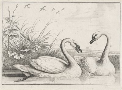 to svaner Diversae avium arter (serietitel) Forskellige fugle (serietitel) af Wenceslaus Hollar