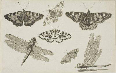To guldsmede og fem sommerfugle af Wenceslaus Hollar