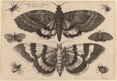 To møl og seks insekter af Wenceslaus Hollar