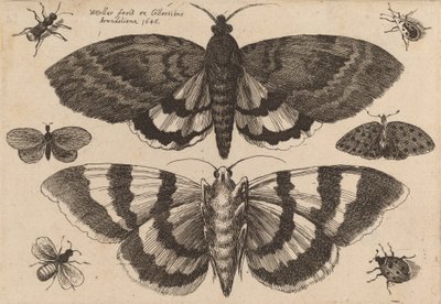 To møl og seks insekter, 1646. af Wenceslaus Hollar