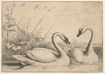 To Svaner, 1654-58. af Wenceslaus Hollar