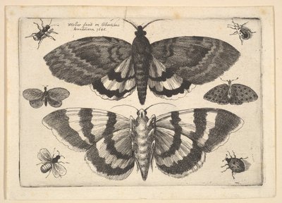 To møl og seks insekter, 1645. af Wenceslaus Hollar