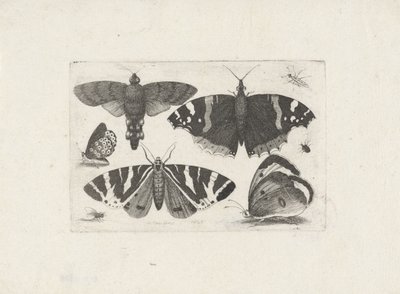 Fire sommerfugle, en møl, to biller og en flue af Wenceslaus Hollar