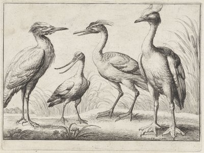 Fire vadefugle Forskellige fugle (serietitel) af Wenceslaus Hollar