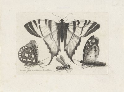 Sommerfugle og en hveps Insekter (serietitel) Muscarum Scarabeorum (serietitel) af Wenceslaus Hollar