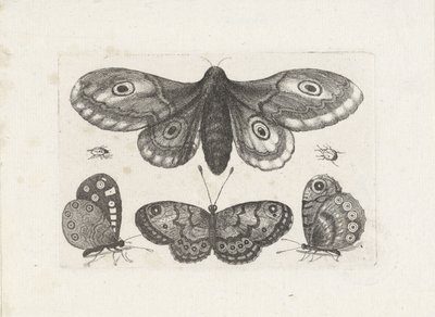 Sommerfugle, biller og en møl Insekter (serietitel) Muscarum Scarabeorum (serietitel) af Wenceslaus Hollar