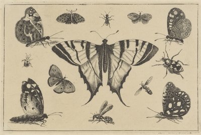 Sommerfugle, hvepse og andre insekter Forskellige insekter (serietitel) Diversae Insectorum (serietitel) af Wenceslaus Hollar