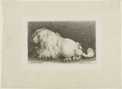 Hvid hund af Wenceslaus Hollar