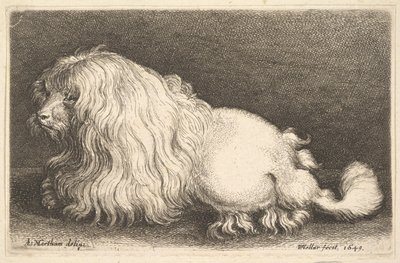 Hvid hund, 1649. af Wenceslaus Hollar