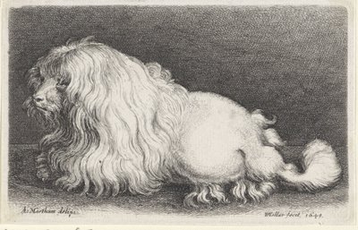 Hvid hund af Wenceslaus Hollar