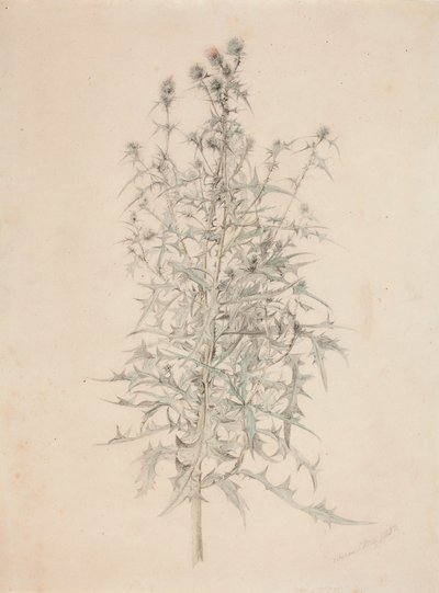 Tidsel af Werner Holmberg