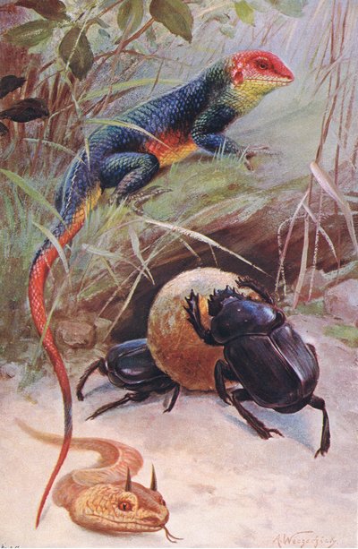 En Gama, Horned Viper og Sacred Beetle, illustration fra Wildlife of the World, ca. 1910 af Wilhelm Kuhnert