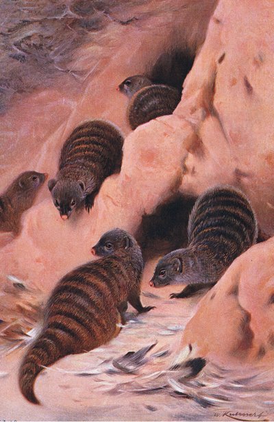 Banded Mongoose, illustration fra Wildlife of the World, c.1910 af Wilhelm Kuhnert