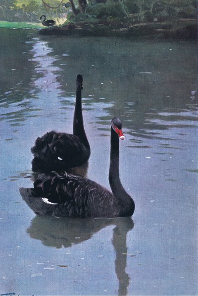Black Swan, illustration fra Wildlife of the World, c.1910 af Wilhelm Kuhnert